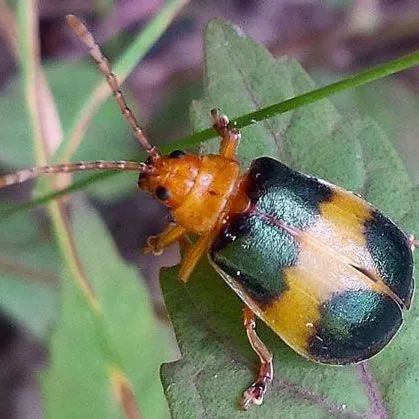 thumbnail for publication: Larger Elm Leaf Beetle, Monocesta coryli (Say) (Insecta: Coleoptea: Chrysomelidae)